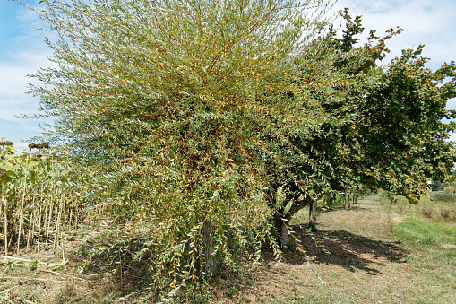 Basket willow or common osier or osier tree ( Salix viminalis ) in summer . Tuscany, Italy