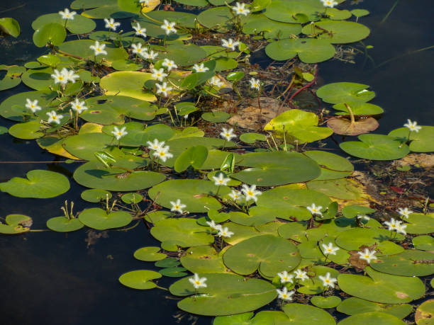 istock Crested floating heart, white water snowflake, white snowflake- at Kaas Plateau 1458429586