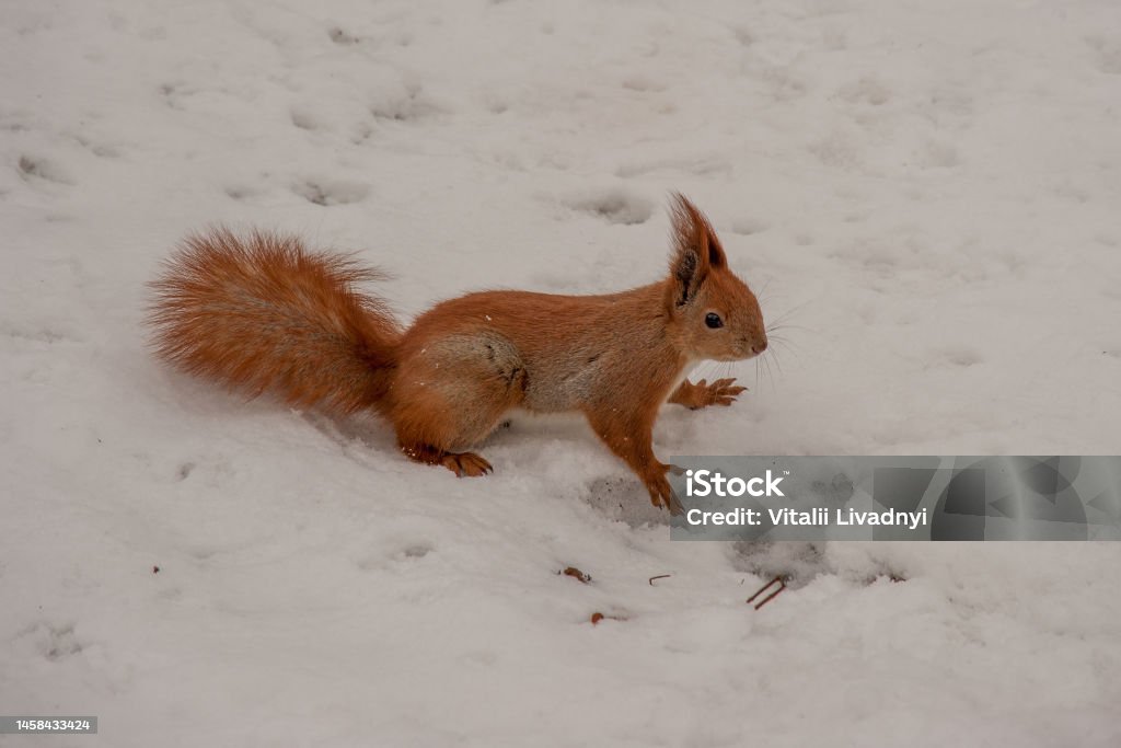 Fluffy red squirrel jumping Fluffy red squirrel jumping in the snow Animal Stock Photo
