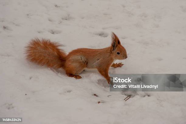 Fluffy Red Squirrel Jumping Stock Photo - Download Image Now - Animal, Animal Hair, Animal Themes