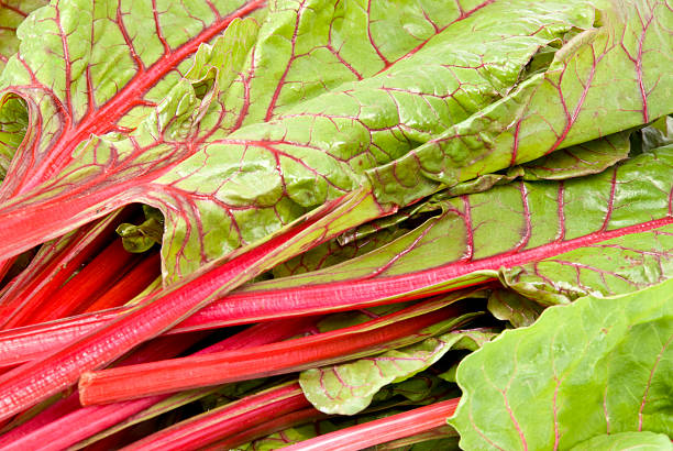 vermelho rubi acelga suíça - ruby red chard - fotografias e filmes do acervo