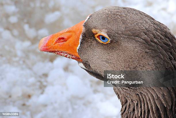 Ol Blue Eyes Stock Photo - Download Image Now - Animal Body Part, Barb - Feather Part, Beauty In Nature