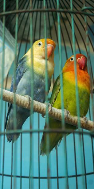 istock two lovebirds in an iron cage 1458433859