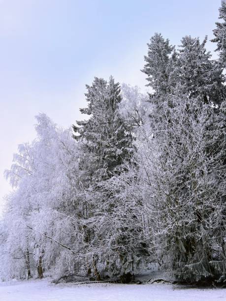 Tranquil winter scene with snowy trees at the snow field edge and clear light sky on the background