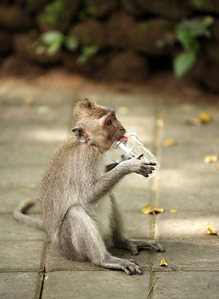 istock Child of monkeys 145843433