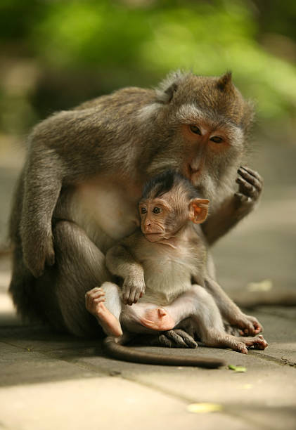 istock Family of monkeys 145843434