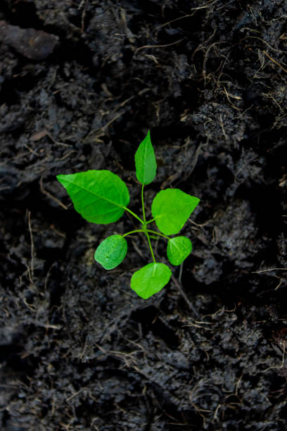 istock seedlings are growing Environment and ecology concept 1458434559