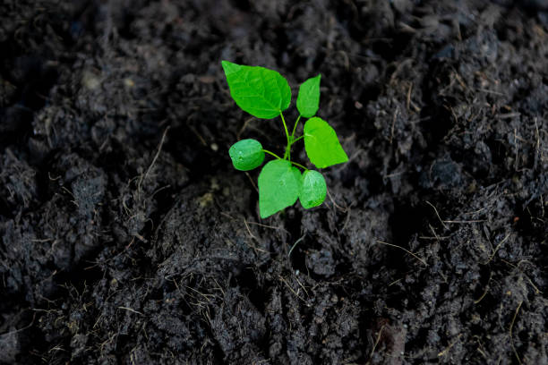 istock seedlings are growing Environment and ecology concept 1458434569