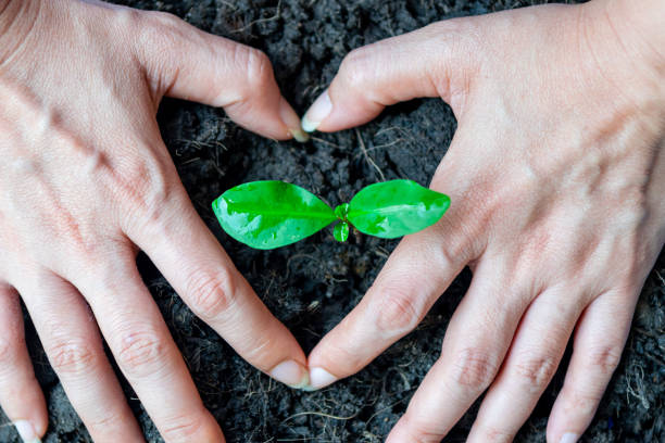 istock hand planting seedlings growing Environment and ecology concept 1458434589