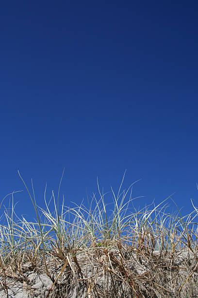 Beach grass and sky stock photo
