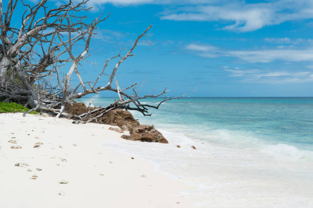 istock Dead trees in the surf on La Digue beach. 1458435167