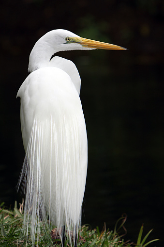 Stunning Great Egret against natural dark background to show it's vivid colurs.