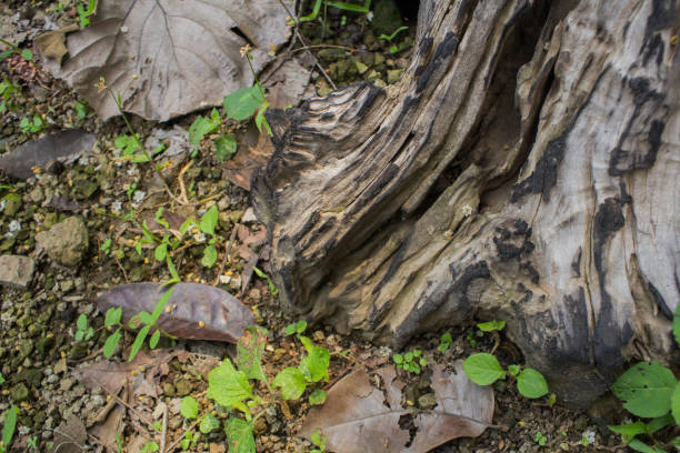 istock The edge of the tree trunk 1458435862