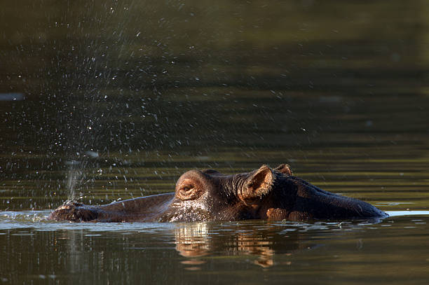 istock Hippo in the lake 145843608