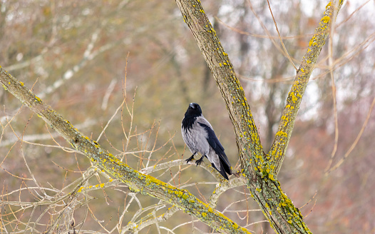 Crow on a branch in autumn park
