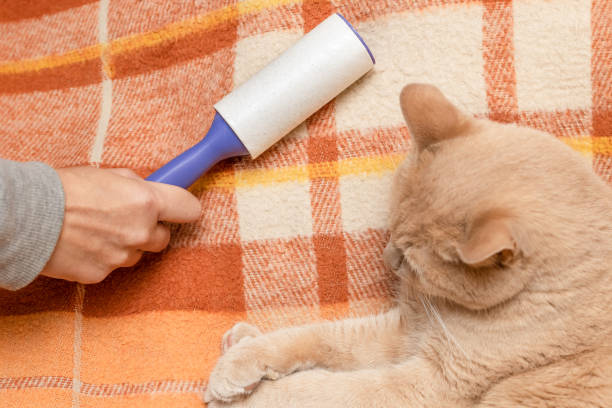 istock a man cleans clothes from cat hair with a Velcro roller 1458436663