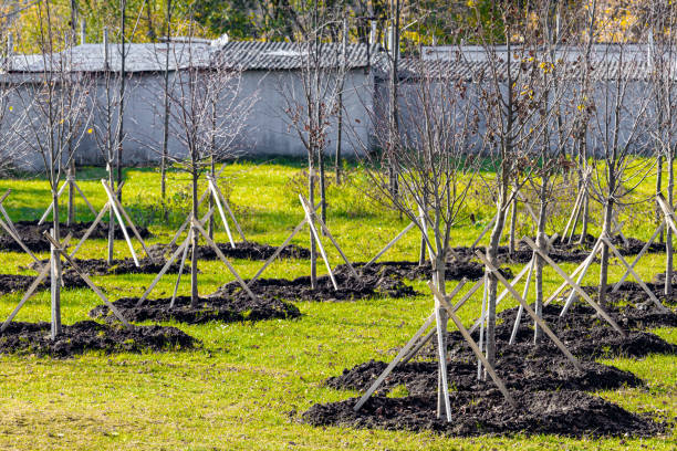istock planting young trees in the park in spring 1458436670