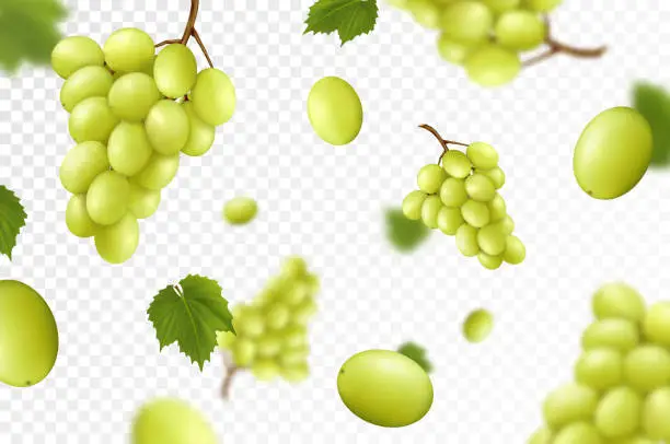 Vector illustration of Falling juicy ripe grape with green leaves isolated on transparent background. Flying bunches of grapes with blurry effect. Can be used for wallpaper, banner, poster, print. Realistic 3d vector design