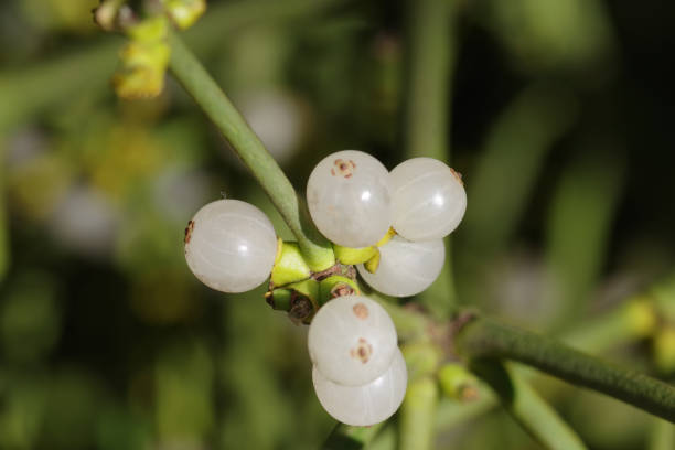 Fruits of white-berry mistletoe stock photo