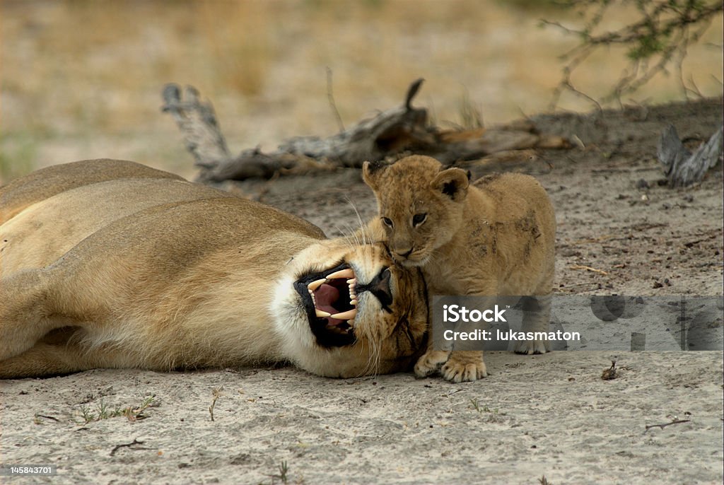 Mère et Enfant jouant des jeux - Photo de Lion libre de droits