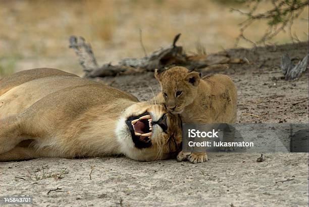 Photo libre de droit de Mère Et Enfant Jouant Des Jeux banque d'images et plus d'images libres de droit de Lion - Lion, Afrique, Amour