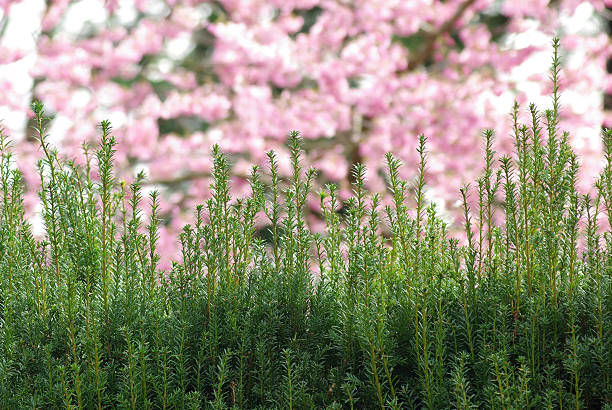 Green hedge with pink background. stock photo