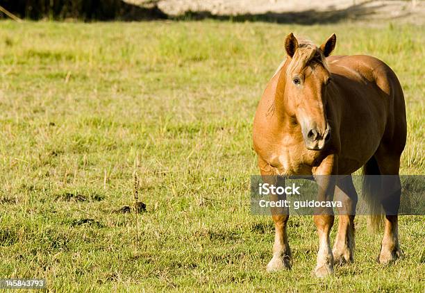 Horse Stock Photo - Download Image Now - Agricultural Field, Animal, Beauty