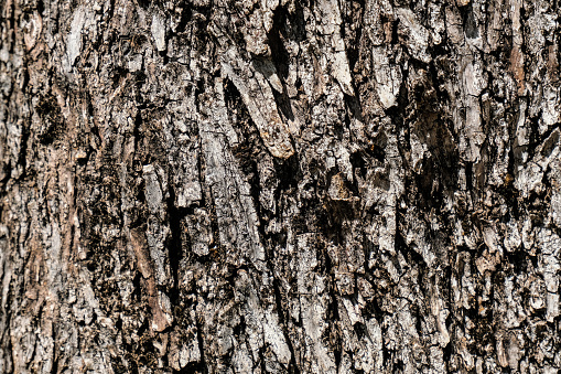 Close-up of the bark of an old sugar maple tree