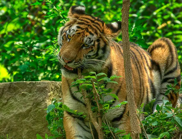 Photo of Tiger snacking