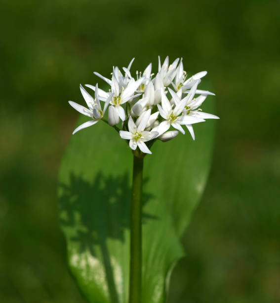 istock Ramson, Allium ursinum 1458438819