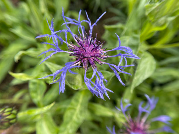 istock Mountain knapweed, Centaurea, montana 1458438855