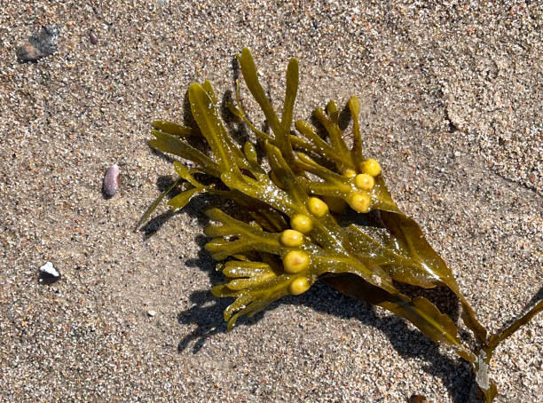 Bladderwrack, Fucus vesiculosus, is an alga that is also used as a medicinal plant