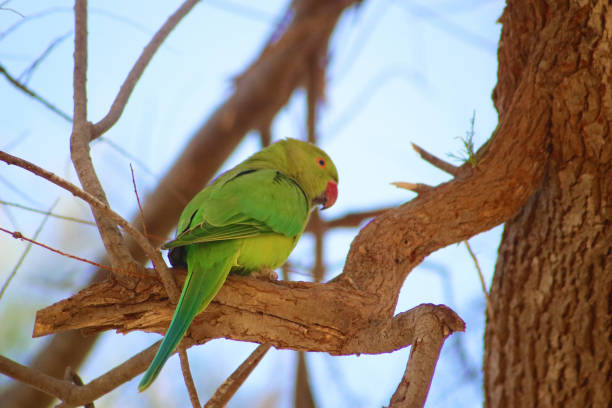 istock Green parrot on the tree in Israel 1458440017