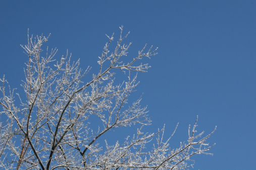 the grass and trees are covered with silver frost, fragility and charm