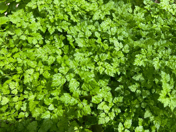 Chervil, Anthriscus cerefolium Chervil, Anthriscus cerefolium, is an important medicinal and medicinal plant. The herb is also used in the Frankfurt green sauce. cerefolium stock pictures, royalty-free photos & images