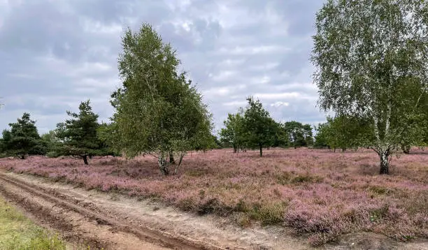 Lueneburger Heide near Schnevedingen is a nature reserve in Lower Saxony with blooming heather in late summer.