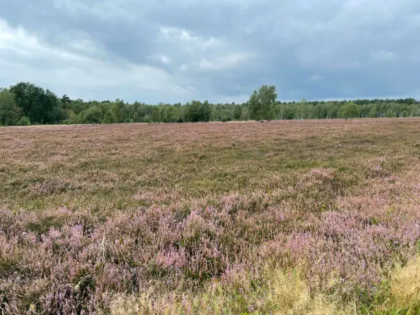 Lueneburger Heide near Schnevedingen is a nature reserve in Lower Saxony with blooming heather in late summer.