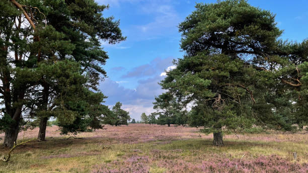 istock Lueneburg Heath near Schnevedingen 1458441118