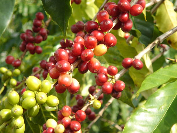 grano de café kona ramas de árbol - kona coffee fotografías e imágenes de stock