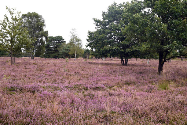 istock Lueneburg Heath near Schnevedingen 1458441157
