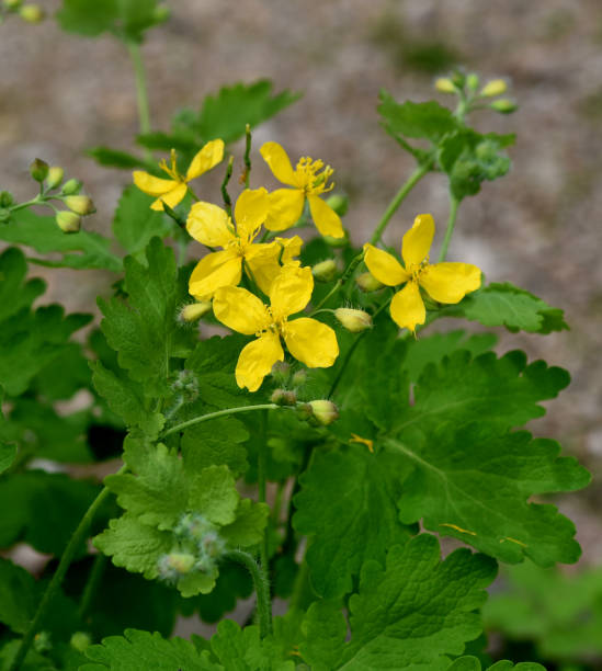 istock Celandine, Chelidonium majus 1458441240