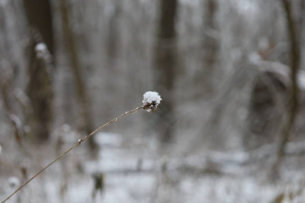Winter forest