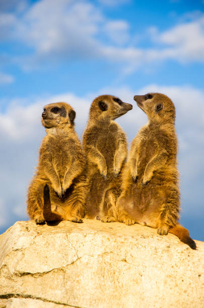 istock Meerkats stand on a stone 1458442416
