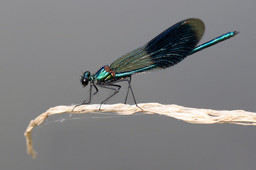 Banded Demoiselle (Calopteryx splendens) sitting on a blade of grass - a species of damselfly belonging to the family Calopterygidae.