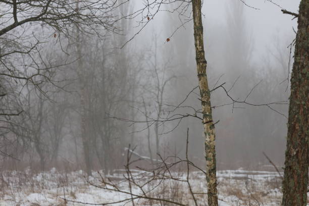 Winter fog