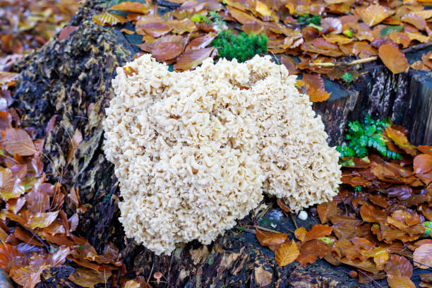 istock Mushrooms growing in wild forest 1458442705