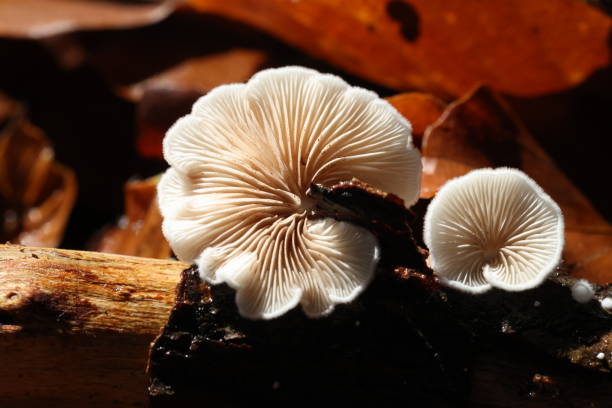istock Mushrooms growing in wild forest 1458442709