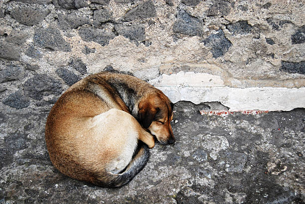 istock Sleeping dog curled up next to rock wall 145844281