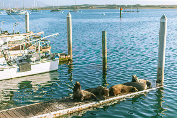 istock Seals resting on a jetty at Morro Bay, California 1458442883