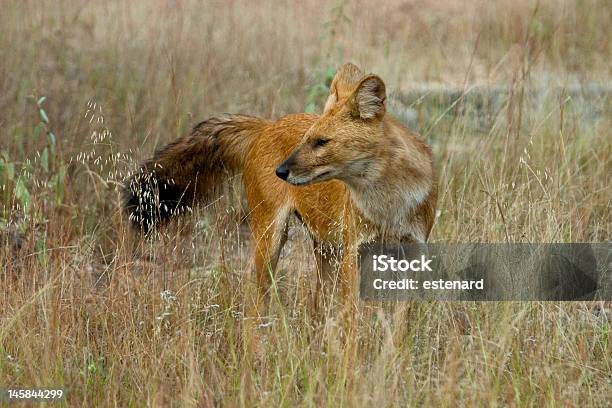 Perro Salvaje Indio Busca Más Facilidad Foto de stock y más banco de imágenes de Cuón - Cuón, Perro, Animales de Safari